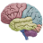 3D Brain