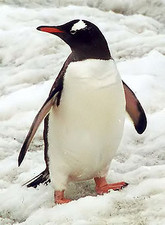 Penguin Project
